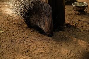 hedgehog in the garden photo