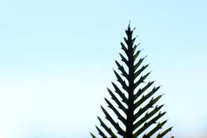 branch of a coniferous tree. background cutout. close-up photo