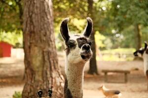 closeup of a brown llama with a long nose photo