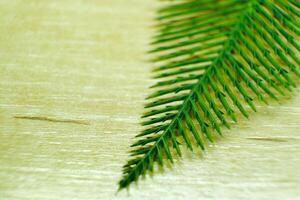 branch of a coniferous tree. background cutout. close-up photo