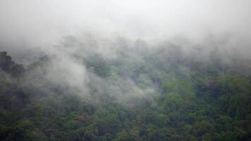 Foggy forest at sunrise, rainforest morning fog, Morning fog in dense tropical rainforest, Morning mist and mountain, The Mekong River has flowing water video