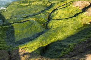 Natural rock formations and pools on seabed covered by algae and eroded by sea in afternoon sunlight in summer photo