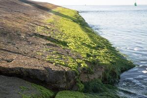 Natural rock formations and pools on seabed covered by algae and eroded by sea in afternoon sunlight in summer photo