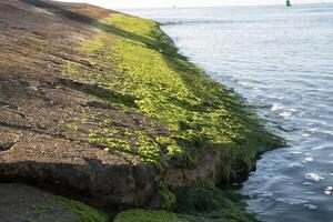 Natural rock formations and pools on seabed covered by algae and eroded by sea in afternoon sunlight in summer photo