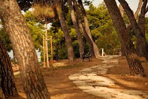 Rear view of a dog running on a path in the park photo