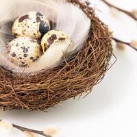 Quail eggs and feathers in a nest with willow twigs photo