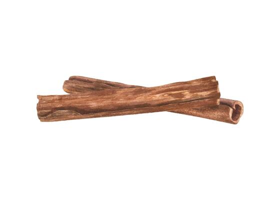 Two Cinnamon Sticks lying on top of each other. Natural raw organic spice from tree bark. Watercolor illustration of cinnamons. Fragrant ingredient for medicine, food and aromatherapy.
