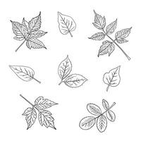 Set of leaves of different trees. Hand drawing. Sketch, design elements. vector