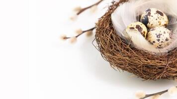 Eggs and feathers in a nest on a white background with willow twigs photo