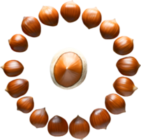 hazelnut on a transparent background png