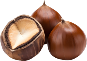hazelnut on a transparent background png