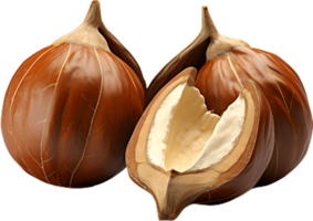 hazelnut on a transparent background png