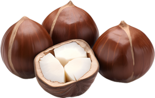 hazelnut on a transparent background png