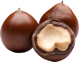 hazelnut on a transparent background png