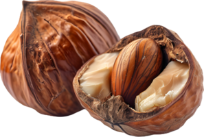 hazelnut on a transparent background png