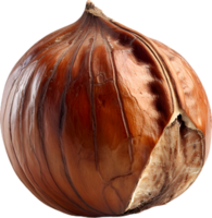 hazelnut on a transparent background png