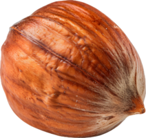 hazelnut on a transparent background png