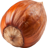 hazelnut on a transparent background png