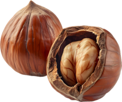 hazelnut on a transparent background png