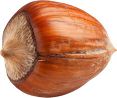 hazelnut on a transparent background png