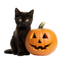 A black cat sitting in a field of halloween pumpkins isolated on transparent background png