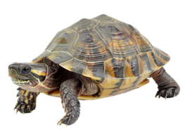 A tortoise isolated on transparent background png