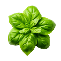 Basil leaf isolated on transparent background png