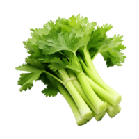 Celery isolated on transparent background png