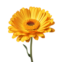 Calendula officinalis flower isolated on transparent background png