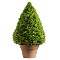 Cone Shape Topiary In a clay Pot isolated on transparent background png