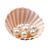 Seashell with shiny pearl isolated on transparent background png