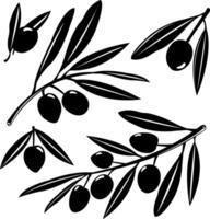 Olive tree branches with olives. Twig of olive tree branch with fruits. vector