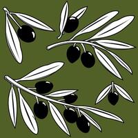 Twig of olive tree branch with fruits. Set of olive tree branches with fruits. vector