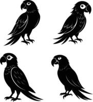 Set of silhouettes of sitting parrot in black in different poses isolated on a white background. vector