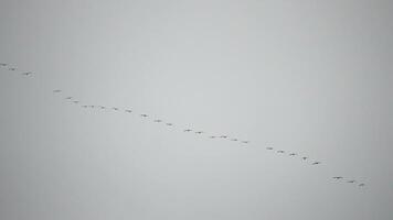Cormorants flock flying in formation to save energy. Flock of Great Cormorants - Phalacrocorax carbo. School of black migratory birds flies in cloudy sky over the sea along the coast. Slow motion. video