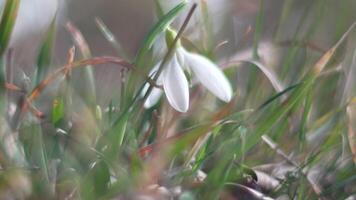 Snowdrops, flower, spring. White snowdrops bloom in garden, early spring, signaling end of winter. Slow motion, close up, soft focus video