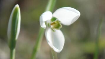 Snowdrops, flower, spring. White snowdrops bloom in garden, early spring, signaling end of winter. video