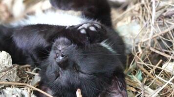 A cute happy black tabby kitten lies and rests on the floor of the park in the rays of sunlight, looks at the camera, wiggles its ears and enjoys the morning sun. video