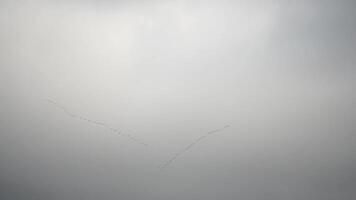 Cormorants flock flying in formation to save energy. Flock of Great Cormorants - Phalacrocorax carbo. School of black migratory birds flies in cloudy sky over the sea along the coast. Slow motion. video