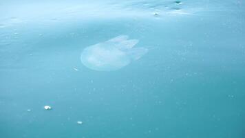Sea water surface jellyfish. Camera flies over the calm azure sea with jellyfish in deep. Nobody. Holiday recreation concept. Abstract nautical summer ocean nature. Slow motion. Close up video