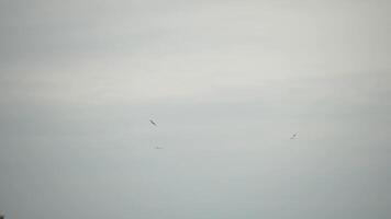 Cormorants flock flying in formation to save energy. Flock of Great Cormorants - Phalacrocorax carbo. School of black migratory birds flies in cloudy sky over the sea along the coast. Slow motion. video