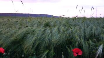 Sunset wheat field. Green wheat sprouts on a field in the rays of sunset, with young shoots at spring. Concept of wheat farming, agriculture and organic eco-bio food production. Slow motion wide view video