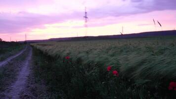 Sunset wheat field. Green wheat sprouts on a field in the rays of sunset, with young shoots at spring. Concept of wheat farming, agriculture and organic eco-bio food production. Slow motion wide view video