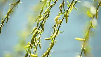 close-up branches of a weeping willow branches with fresh green spring goslings shaking in the wind, set against a background of blue lake water. tranquil and peaceful scene. slow motion. video