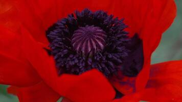 A red poppy flower with a dark center. scarlet poppies flowers with selective focus. Red poppies in soft light. Glade of red poppies. Soft focus blur. Papaver sp. video