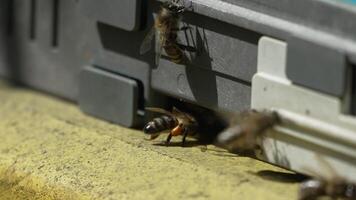 Bees, pollen, hive - Close-up view of bees with colorful pollen on legs near beehive entrance, 240 fps slow motion, pollination process in nature. Apis mellifera video