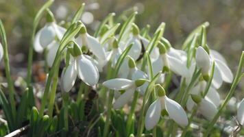 Snowdrop pollinated by bee during early spring in forest. Snowdrops, flower, spring. White snowdrops bloom in garden, early spring, signaling end of winter. Slow motion, close up video