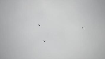 Crows in cloudy sky. Silhouette of black birds flying against gloom sky. A flock of black birds, crows, flying and circling in the autumn sky. Cloudy autumn day, grey sky, outdoors. Slow motion video