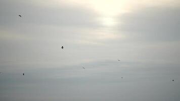 Cormorants flock flying in formation to save energy. Flock of Great Cormorants - Phalacrocorax carbo. School of black migratory birds flies in cloudy sky over the sea along the coast. Slow motion. video