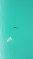 Vertical aerial view of the dolphins slowly swimming in crystal clear turquoise waters. Group of endemic marine mammals migrating along coastline as seen from above. video
